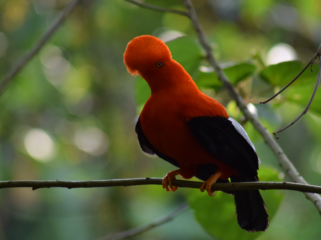 Andean Cock-of-the-rock