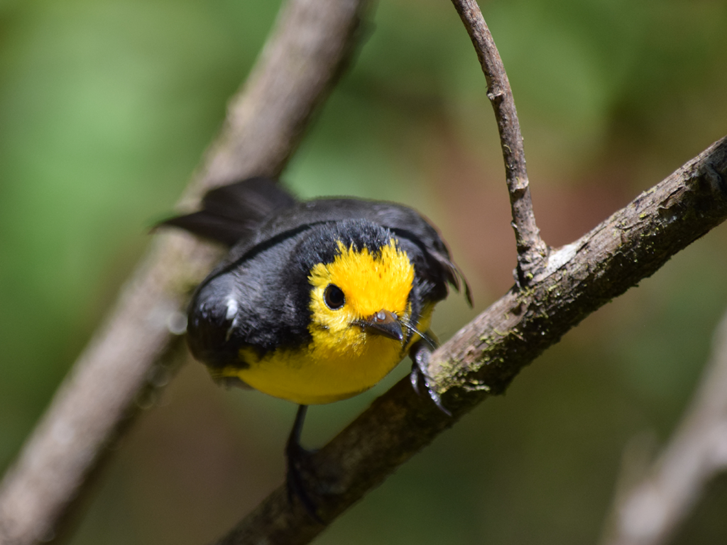 Golden-ffronted Redstart