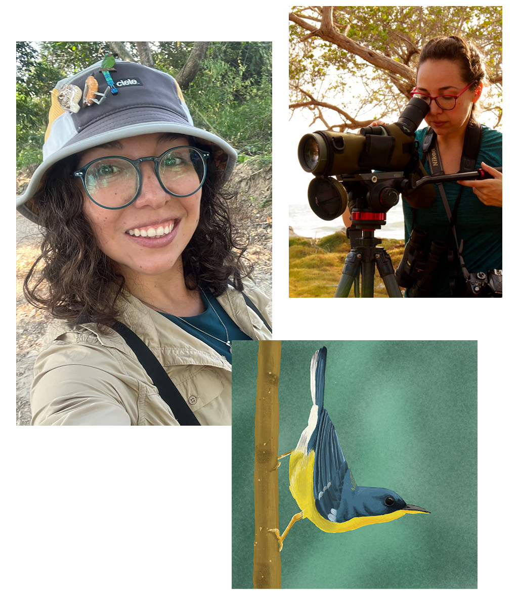 Paula guiding and one of her illustrations, a Tropical Parula
