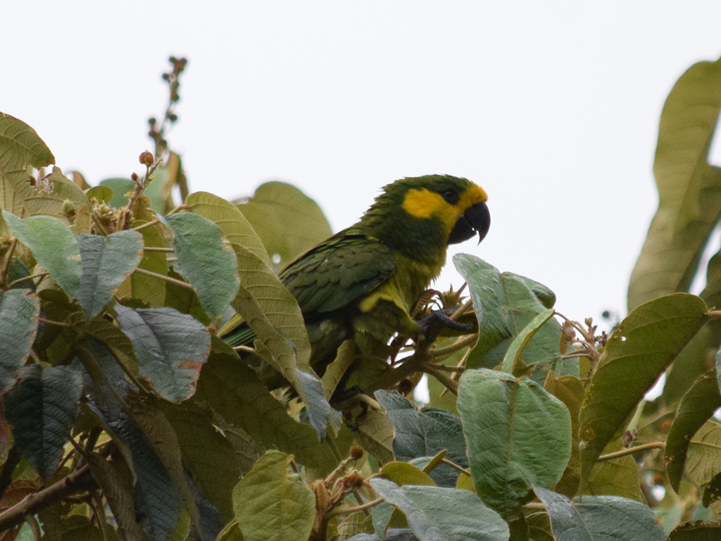 Yellow-eared Parrot
