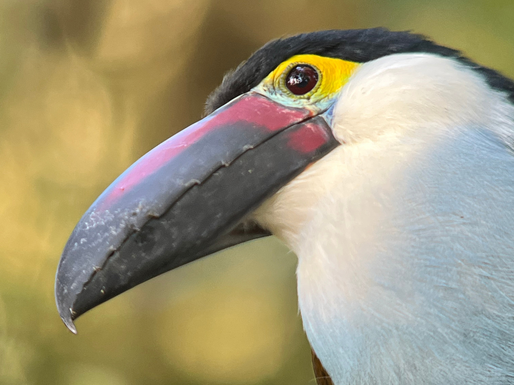 Black-billed Mountain-Toucan
