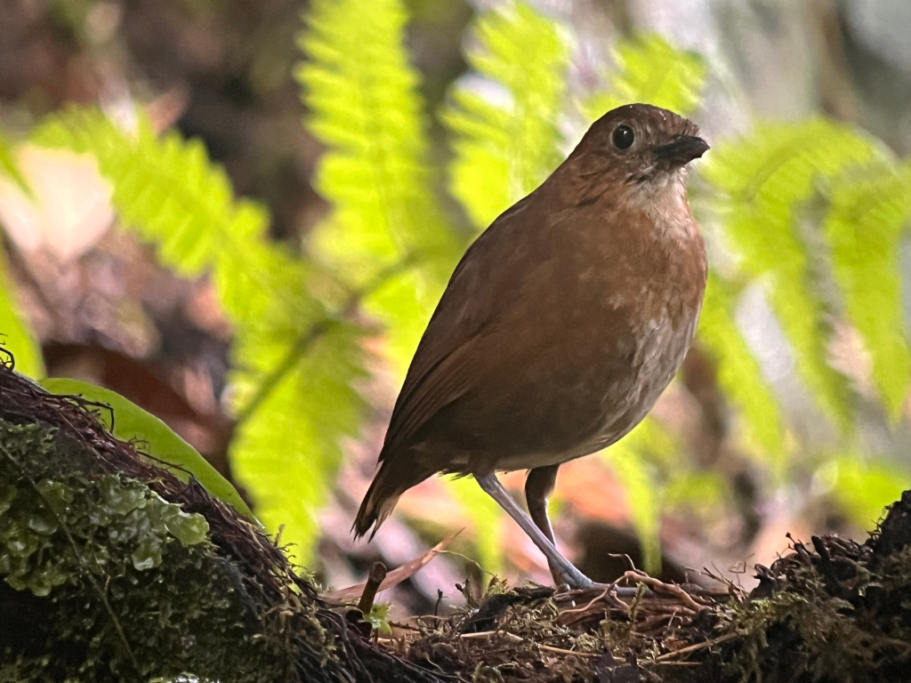 Brown-banded Antpitta