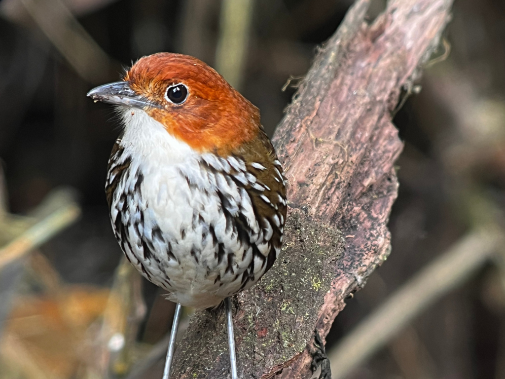 Chestnut-crowned Antpitta