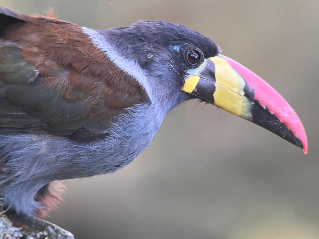 Gray-breasted Mountain-Toucan