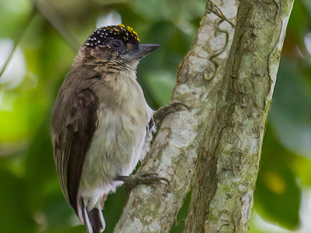 Grayish Piculet