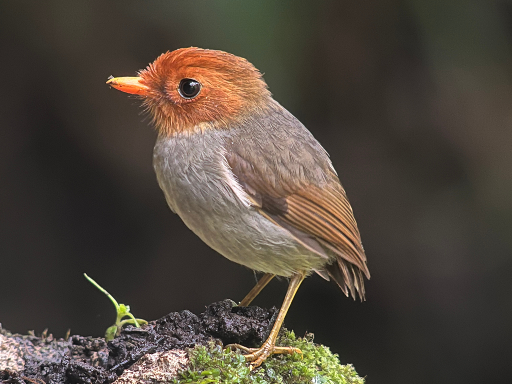 Hooded Antpitta