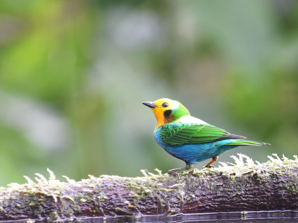Multicolored Tanager