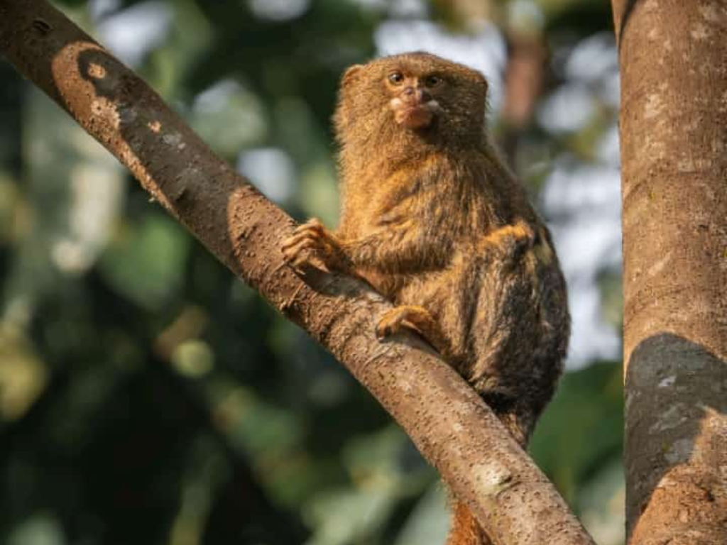 Pygmy Marmoset