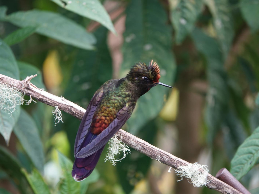 Rainbow-bearded Thornbill