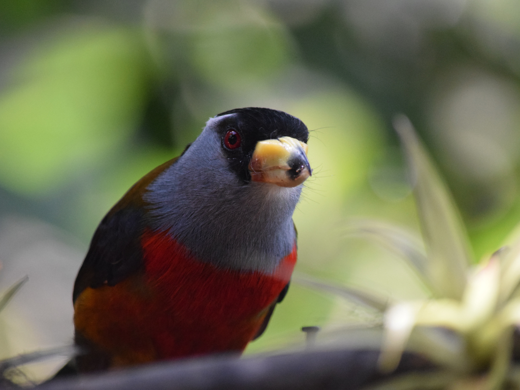 Toucan Barbet